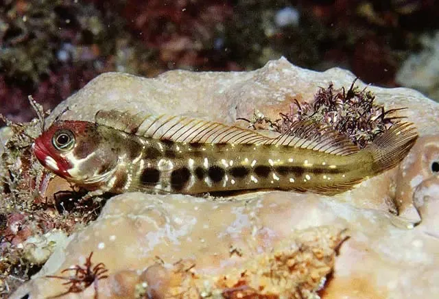 Barnacle Blenny (Acanthemblemaria macrospilus) - Eye-Catching and Camouflaging Marine Saltwater Aquarium Fish