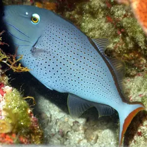 Caribbean Redtail Trigger (Xanthichthys ringens)