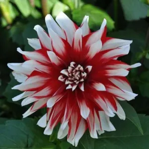 Dahlia 'Catching Fire'