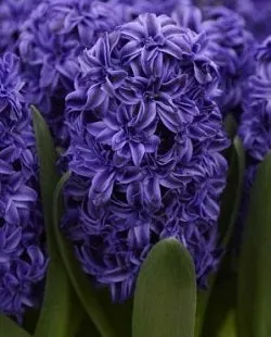 Hyacinth 'Royal Navy'