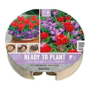 Kapiteyn 24cm Tulip & Crocus Plant-O-Mat Spring Flowering Bulbs